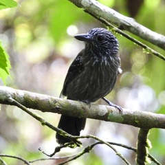 Thamnophilus bridgesi