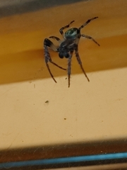 Larinioides patagiatus