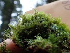 Riccardia chamedryfolia