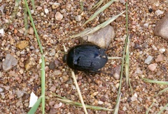 Eusattus reticulatus