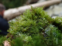 Riccardia chamedryfolia