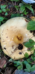Russulaceae