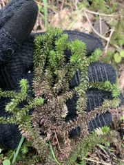 Ptychomnion aciculare