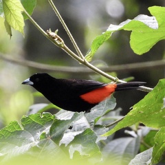 Ramphocelus passerinii