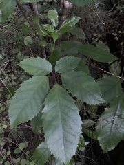 Pseudopanax arboreus