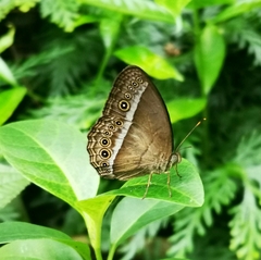 Mycalesis orseis