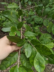 Cyclophyllum