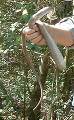 Coluber constrictor etheridgei