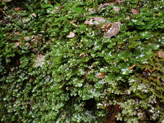 Pellia neesiana