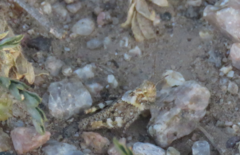 Trimerotropis pallidipennis