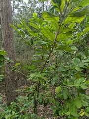 Cyclophyllum