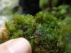 Riccardia chamedryfolia