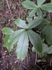Pseudopanax colensoi