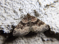 Xanthorhoe lacustrata