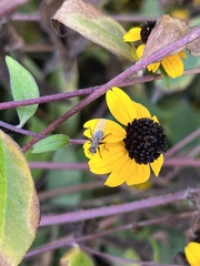 Diptera