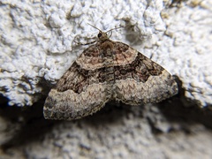 Xanthorhoe lacustrata