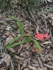 Freesia laxa