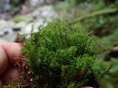 Bartramiopsis lescurii