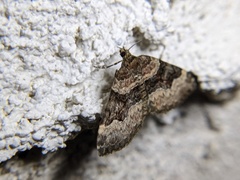 Xanthorhoe lacustrata