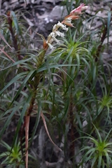 Dracophyllum secundum