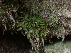 Bartramiopsis lescurii