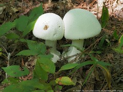 Amanita polypyramis