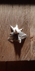 Tolype velleda