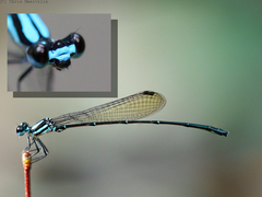 Nososticta koongarra