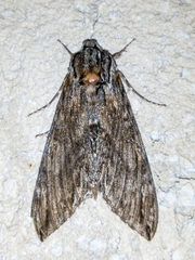 Lintneria eremitus