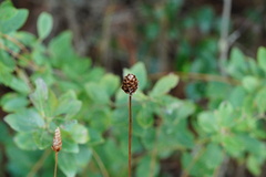 Xyris caroliniana