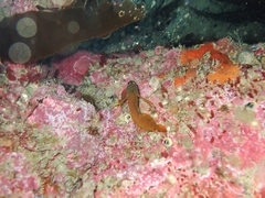 Notoclinops yaldwyni