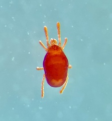 Microtrombidiidae