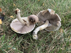 Agaricus placomyces