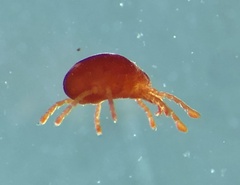 Microtrombidiidae