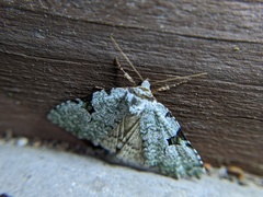 Leuconycta diphteroides