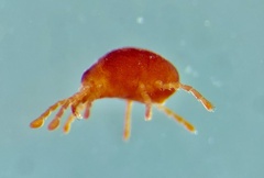Microtrombidiidae