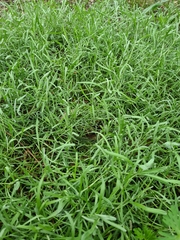 Calocephalus lacteus