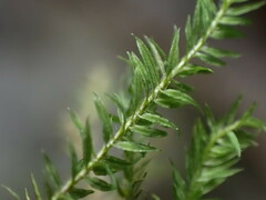 Bartramiopsis lescurii