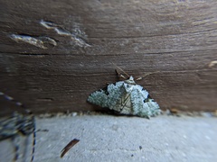 Leuconycta diphteroides