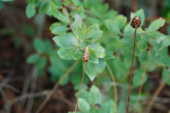Xyris caroliniana