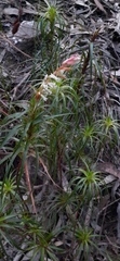 Dracophyllum secundum