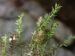 Bartramiopsis lescurii