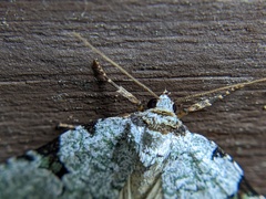 Leuconycta diphteroides