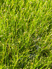 Eleocharis acicularis