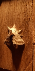 Tolype velleda