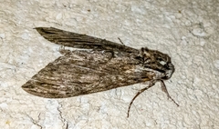 Lintneria eremitus
