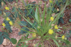 Goodenia lunata