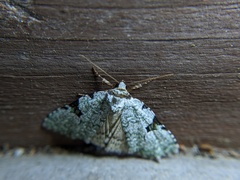 Leuconycta diphteroides