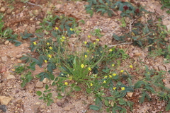 Goodenia lunata
