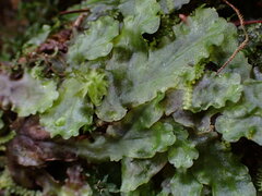 Pellia neesiana